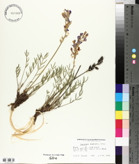 Oxytropis lambertii image