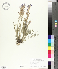 Oxytropis lambertii image