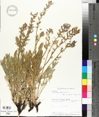 Oxytropis lambertii image