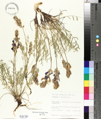 Oxytropis lambertii image