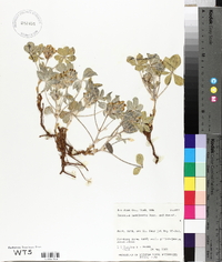 Psoralea megalantha image