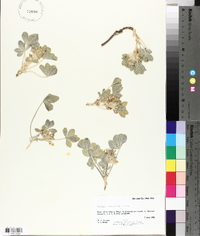 Psoralea megalantha image