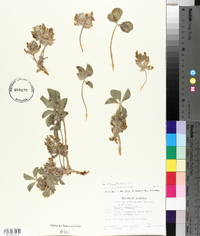 Psoralea megalantha image