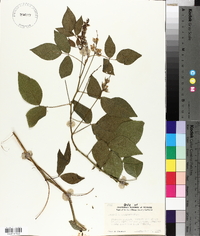 Psoralea macrostachya image