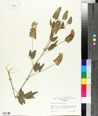 Psoralea macrostachya image
