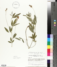 Orbexilum pedunculatum var. pedunculatum image