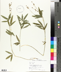 Orbexilum pedunculatum var. pedunculatum image