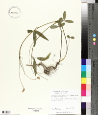 Orbexilum pedunculatum var. pedunculatum image