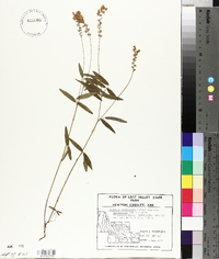 Orbexilum pedunculatum var. pedunculatum image