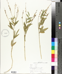 Orbexilum pedunculatum var. pedunculatum image