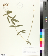 Orbexilum pedunculatum var. pedunculatum image