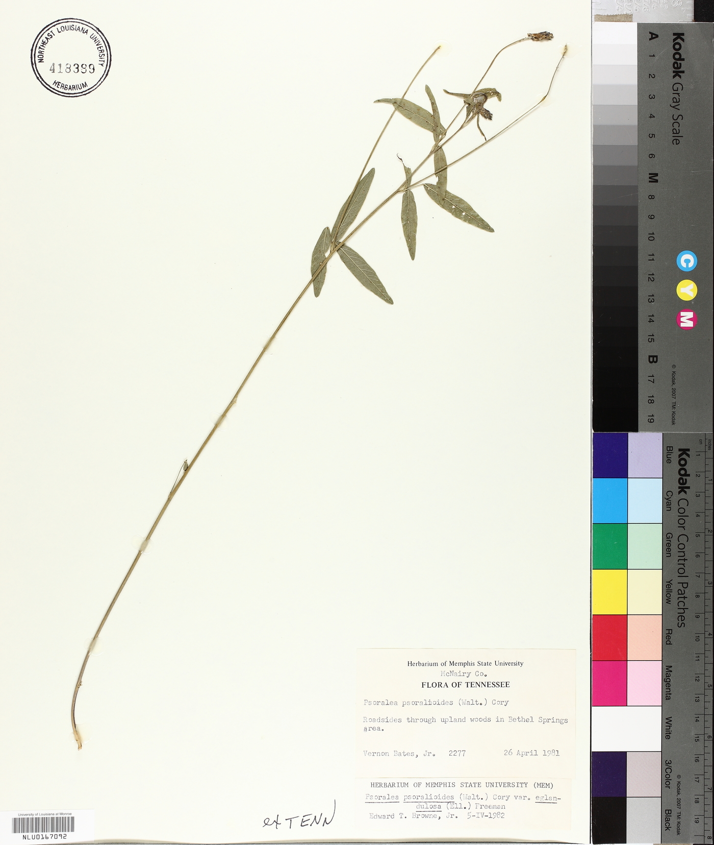 Orbexilum pedunculatum var. pedunculatum image