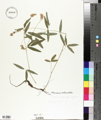 Orbexilum pedunculatum image