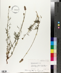 Dalea searlsiae image