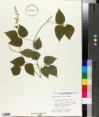 Phaseolus polystachios image