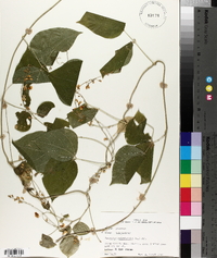 Phaseolus polystachios image