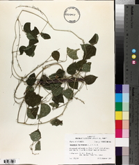 Phaseolus polystachios image