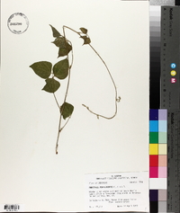 Phaseolus polystachios image