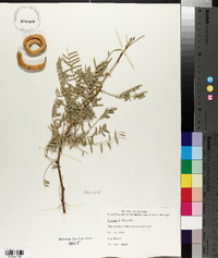 Prosopis juliflora image