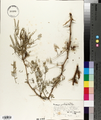 Prosopis juliflora image