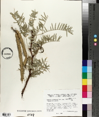 Prosopis glandulosa var. torreyana image