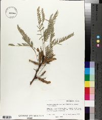 Prosopis glandulosa var. torreyana image