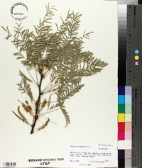 Prosopis glandulosa image