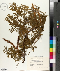 Prosopis juliflora image