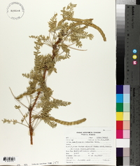 Prosopis velutina image