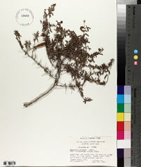 Prosopis reptans var. cinerascens image