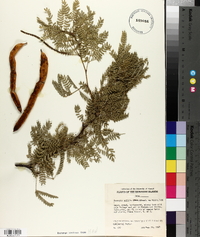 Prosopis pallida image