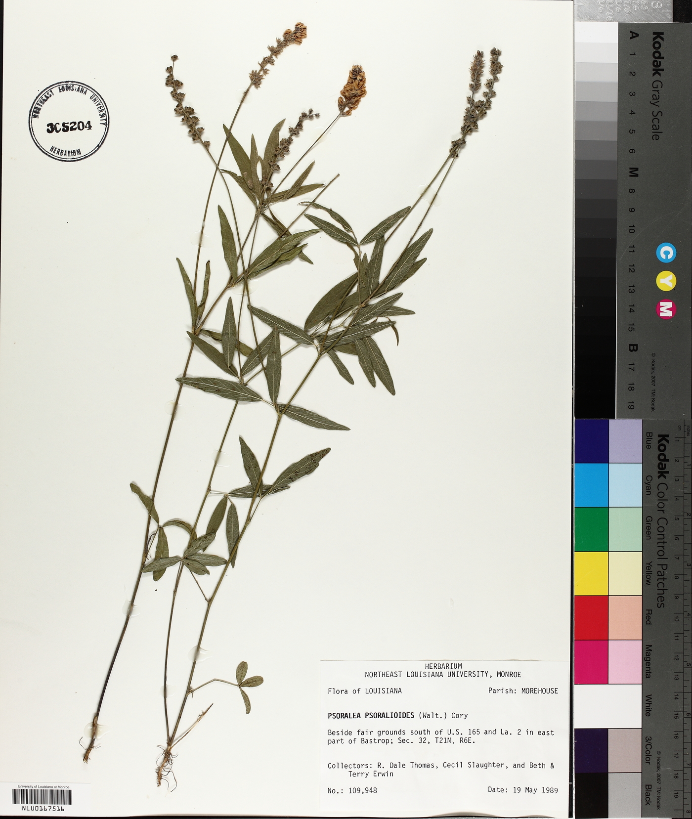 Orbexilum pedunculatum var. psoralioides image