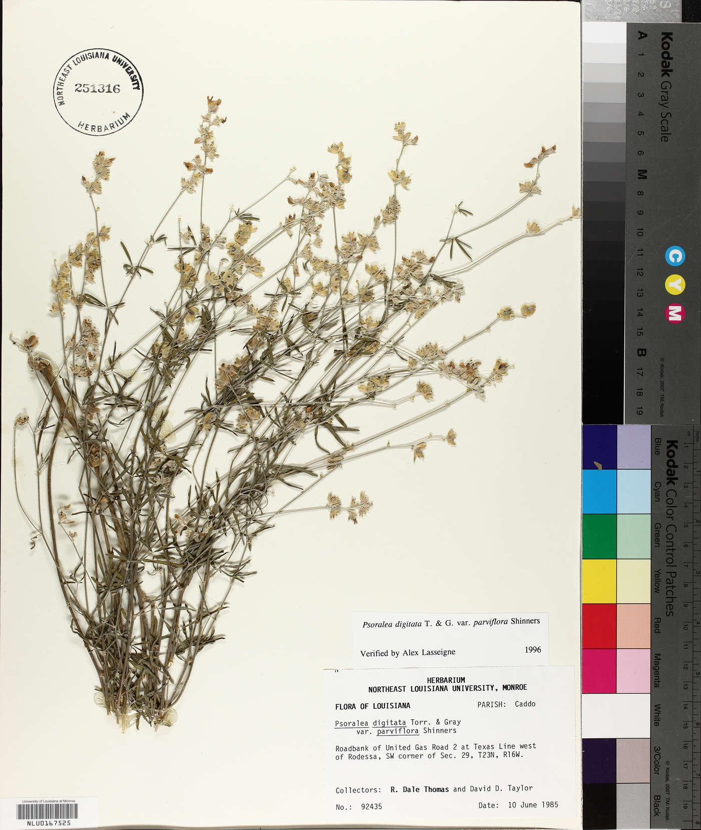 Pediomelum digitatum image