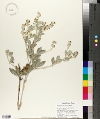 Pediomelum argophyllum image