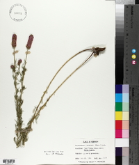 Petalostemon purpureum image