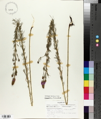 Petalostemon purpureum image