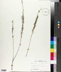 Petalostemon purpureum image