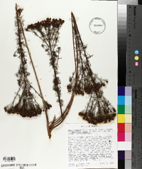 Dalea pinnata image