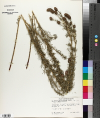Dalea pinnata image