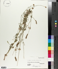 Dalea candida var. oligophylla image