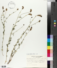 Dalea candida var. oligophylla image
