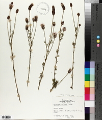 Dalea carnea image