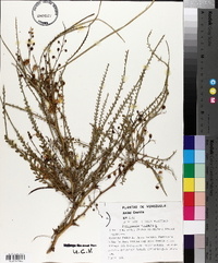 Parkinsonia aculeata image