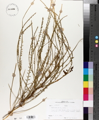 Parkinsonia aculeata image