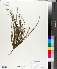 Parkinsonia aculeata image