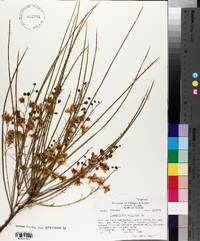 Parkinsonia aculeata image