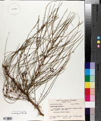 Parkinsonia aculeata image