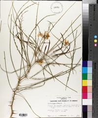 Parkinsonia aculeata image