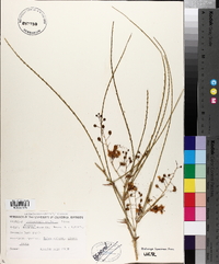 Parkinsonia aculeata image