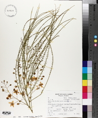 Parkinsonia aculeata image